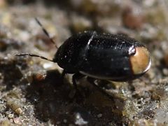 Legnotus limbosus