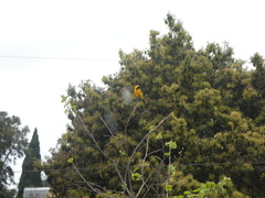 Icterus cucullatus