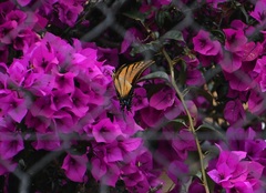 Papilio multicaudata grandiosus