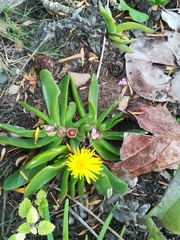 Glottiphyllum longum