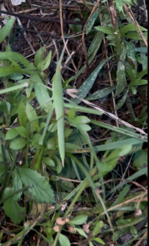 Oriental Longheaded Locust