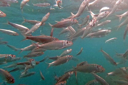Herklotsichthys quadrimaculatus observed 2026-04-20