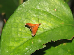 Hemiscopis sanguinea