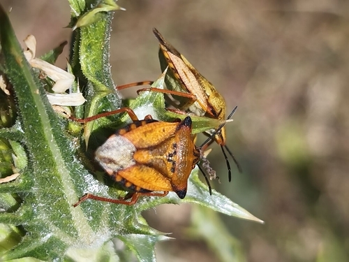 Carpocoris mediterraneus atlanticus