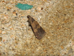 Hydrillodes lentalis