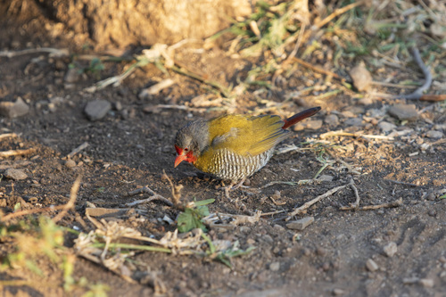 Green-winged Pytilia