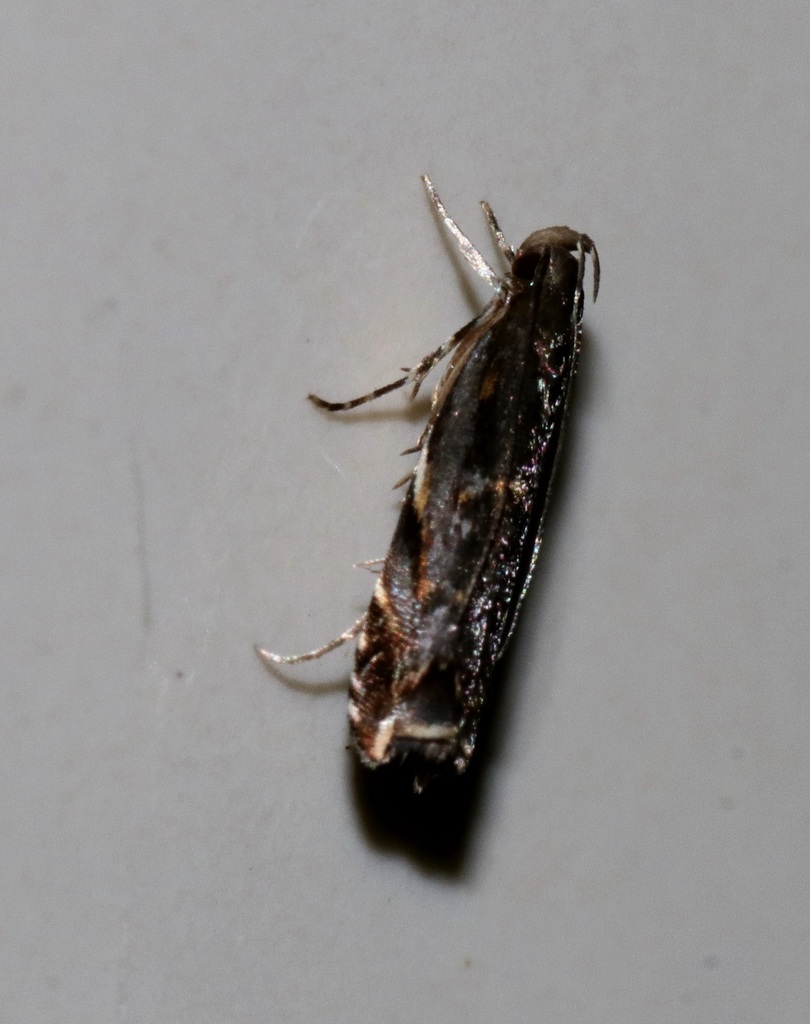 Helcystogramma bicuneum