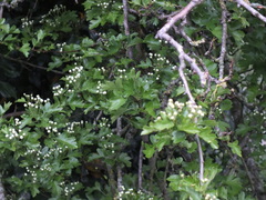 Crataegus monogyna