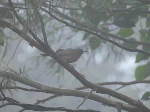 Dusky Myzomela (Myzomela obscura), photo 7