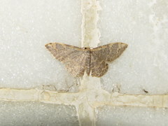 Idaea costiguttata