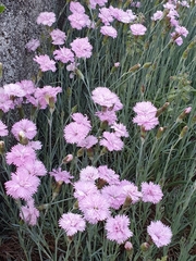 Dianthus plumarius