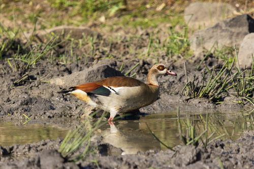 Egyptian Goose