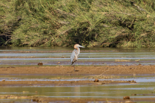 Goliath Heron