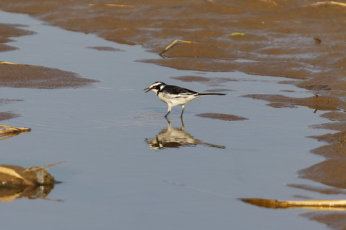 African Pied Wagtail