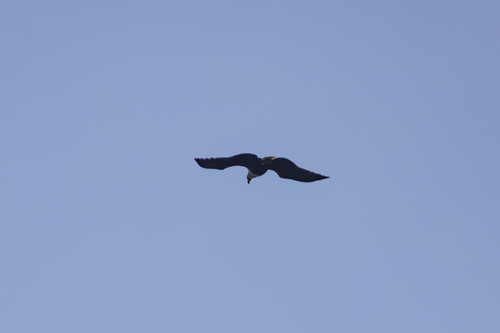 African Fish-Eagle