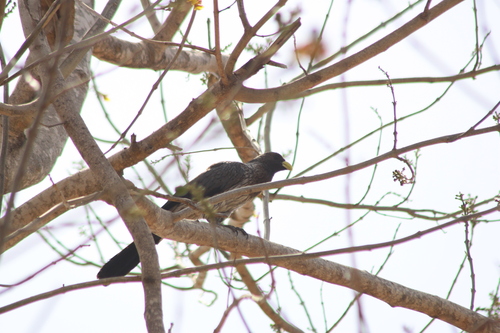 Western Plantain-eater