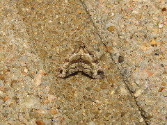 Lithacodia crotopha