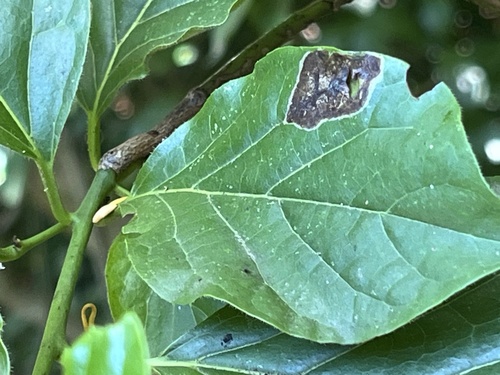 Ehretia resinosa, photograph 5