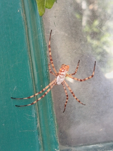 Lobed Argiope