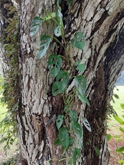 Monsteroideae