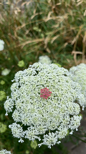 wild carrot (Daucus carota)