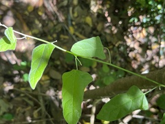 Mallotus repandus, photograph (c) 謝麗霦, some rights reserved (CC BY)