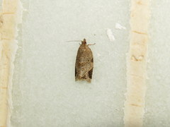 Neocalyptis affinisana