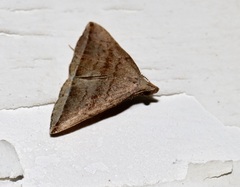 Lysimelia neleusalis