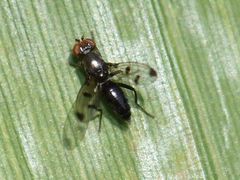 Geomyza tripunctata