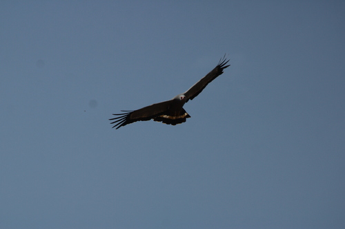 African Harrier-Hawk