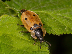 Dendroxena quadrimaculata