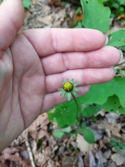 Coreopsis auriculata