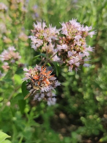 Rhynocoris iracundus