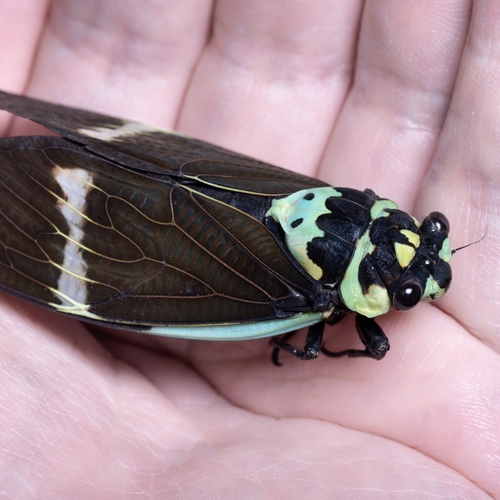 Formotosena seebohmi