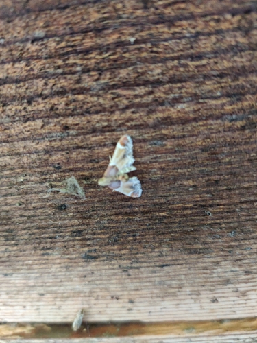 Meal moth