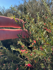 Grevillea thelemanniana, photograph Tyler Anthony, CC BY, iNaturalist via GBIF