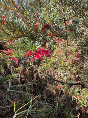 Grevillea thelemanniana, photograph Tyler Anthony, CC BY, iNaturalist via GBIF