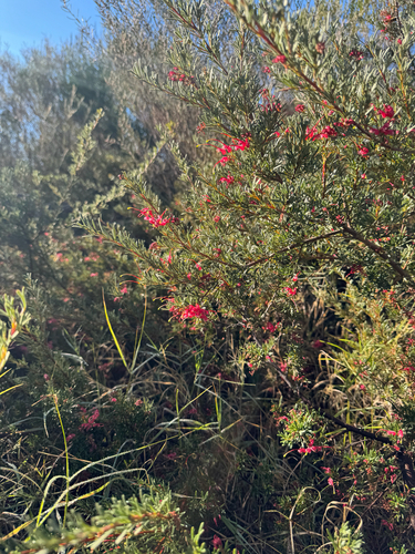 Grevillea thelemanniana, photograph 5
