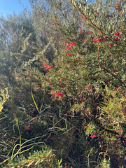 Grevillea thelemanniana, photograph Tyler Anthony, CC BY, iNaturalist via GBIF