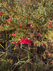 Grevillea thelemanniana, photograph Tyler Anthony, CC BY, iNaturalist via GBIF