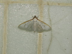 Palpita warrenalis