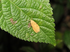 Paralithosia shaowuica