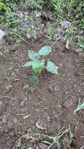 Sacred fig