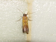 Piesmopoda semilutea
