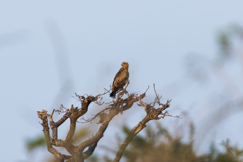 Southern Tawny Eagle