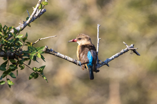 Southern Brown-hooded Kingfisher