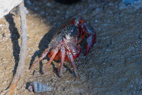 Parasesarma capensis