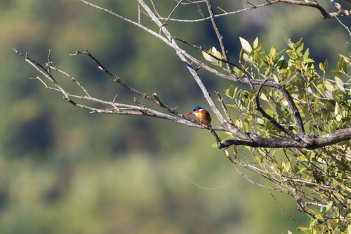 Malachite Kingfisher