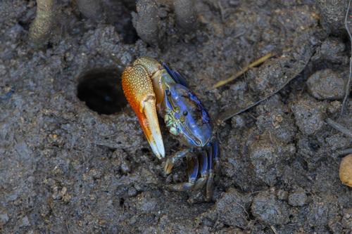 d'Urville's Fiddler Crab