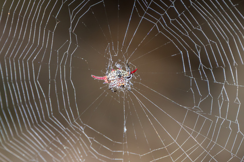 Common Kitespider